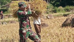 Dukung Pembelian Gabah Petani Sesuai HPP, Babinsa Kabuaran Bersama Bulog Serap Gabah