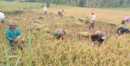 Sukseskan Swasembada Pangan, Babinsa Pejaten Serap Gabah Petani Bersama Bulog