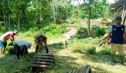 Babinsa Pekauman Melaksanakan Giat Pendampingan Hanpangan di Wilayah Binaan