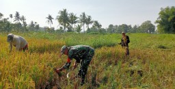 Babinsa Sempol Turun Langsung Dampingi Petani Serap Gabah Petani di Wilayah Binaan