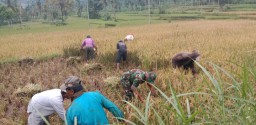 Hasil Panen Diakomodir Oleh Pemerintah, Babinsa Sumber Pandan Mendapat Apresiasi Dari Petani