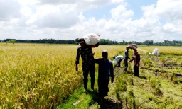 Babinsa Karanganyar Berhasil Serap Gabah Petani Sesuai Instruksi Dandim 0822 Bondowoso