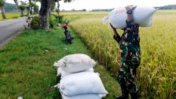 Babinsa Mengok Terjun Langsung Kesawah Dampingi Bulog Guna Sukseskan Swasembada Pangan