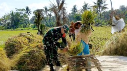 Babinsa Kajar Koramil 04 Tenggarang Berhasil Serap Gabah Petani Bersama Bulog Sebanyak 1,5 Ton