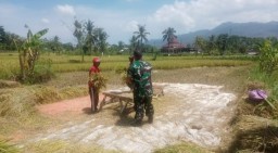 Babinsa Mandiro Serka Thomas Koramil 03 Tegalampel Sukses Serap Gabah Petani Dalam Pendampingan Hanpangan