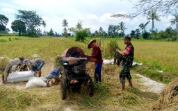 Jaga Harga dan Stok Pangan Daerah, Babinsa Klabang Koramil 03 Tegalampel Kawal Bulog Serap Gabah Petani