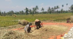 Tingkatkan Kesejahteraan Petani, Babinsa Klabang Agung Dampingi Bulog Serap Gabah di Wilayah Binaan