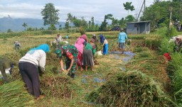 Babinsa Karang Anyar Kawal dan Dorong Petani Jual Gabah ke Bulog Demi Stabilkan Stok Beras Nasional
