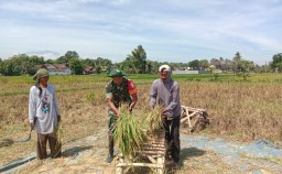 Tunjukkan Sinegitas TNI Kepada Petani, Babinsa Grujugan Kidul Kawal Bulog Serap Gabah Sebanyak 1,5 Ton