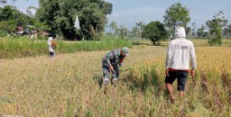 Kolaborasi Lintas Sektor, Babinsa Plalangan Sukses Dampingi Bulog Serap Gabah Demi Sejahterakan Petani