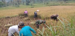 Dukung Ketahanan Pangan Nasional di Wilayah, Babinsa Patemon Dampingi Bulog Serap Gabah