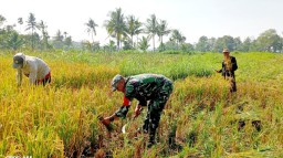 Babinsa Sulek Dampingi Petani Serap Gabah Guna Optimalkan Hasil Panen