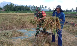 Babinsa Grujugan Kidul Koramil 08 Grujugan Dampingi Bulog Serap Gabah Petani Agar Terserap Secàra Optimal