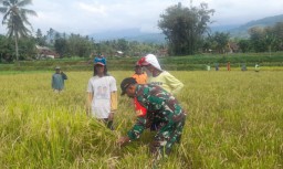 Dukung Ketahanan Pangan di Wilayah, Babinsa Pejaten Dampingi Bulog Serap Gabah Petani di Wilayah Binaan