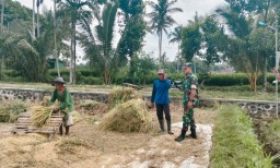 Tingkatkan Kesejahteraan Petani, Babinsa Desa Taman Bantu Petani Serap Gabah Bersama Bulog