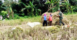 Babinsa Kajar Serap Gabah Dan Motivasi Petani Agar Jual Gabah ke Bulog Sesuai HPP