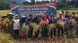 Panen Raya Bersama Kodim 1209/Bky, Petani Kiokantang Dapat Dukungan Nyata TNI-Polri dan Pemerintah