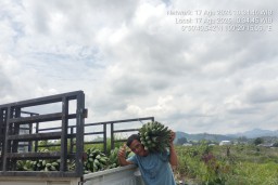 Pasal 33 UUD 1945 Didengungkan, Rakyat Kecil: Kekayaan Negeri Tak Pernah Kami Rasakan