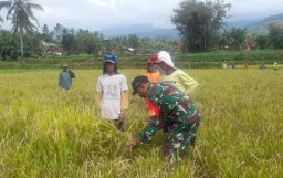 Babinsa Sbr. Pandan Dampingi Bulog Serap Gabah, Guna Lindungi Petani Dari Harga di Bawah Standart