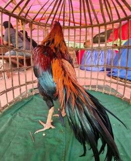 Maraknya Judi Sabung Ayam di Desa Campor dan Desa Kasengan Sumenep, Masyarakat Menanti Ketegasan Kapolres Sumenep
