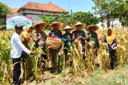 Polsek Sampang Gelar Panen Raya Jagung Serentak untuk Mendukung Swasembada Pangan Nasional