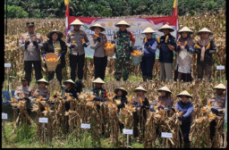 Polsek Kota Bengkayang Gelar Panen Raya Jagung Serentak Kuartal III, Dukung Program Ketahanan Pangan Nasional Bengkayan