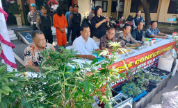 Grebek Kebun Ganja Polda Bali Amankan Dua WNA