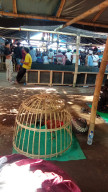 Judi Sabung Ayam Selok Pasirian di Biarkan Oleh APH Polres Lumajang, Diduga Pengondisian Mengalir ke Oknum Aparat
