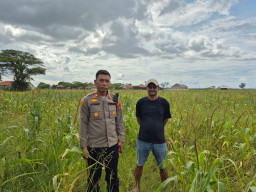 Kapolsek Kronjo Pantau Program Ketahanan Pangan “Parakan Ketapang” di Desa Muncung