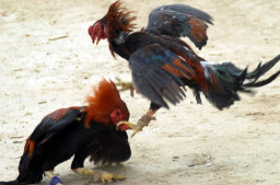Diduga Kebal Hukum, Sabung Ayam di Desa Sukerejo, Kecamatan Pasrujambe, Lumajang Semakin Marak