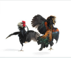 Sempat Dibubarkan Arena Judi Sabung Ayam di Desa Belung Poncokusumo Malang Kembali Dibuka Untuk Umum