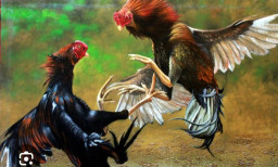 Perjudian Sabung Ayam di Cangar Bulukerto Batu Malang Hampir Setiap Hari Ramai 