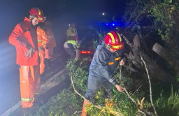 Akses Jalan Nasional Sampang Terputus, Pohon Asam Londo Tumbang Diterjang Angin Kencang