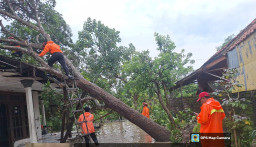 Akses Jalan Sempat Tertutup, BPBD Sampang Evakuasi Tiga Lokasi Pohon Tumbang Akibat Angin Kencang