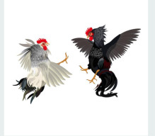 Maraknya Sabung Ayam di Sumbersari, Tak Tersentuh Hukum, Masyarakat dibuat Resah