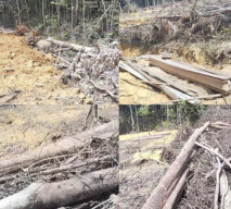 Babat Hutan di Jalur Air Gunung Bawang:Kayu Besar Tumbang di Kawasan HP Disorot