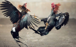 Diduga Dapat Atensi Dari Bos Kalangan Sabung Ayam dan Dadu, Polsek Ranuyoso Takut Bubarkan Perjudian