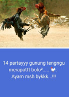 Perjudian Sabung Ayam Kembali  Marak di Gunung Tenguh Ranuyoso, Kinerja Polres dan Polsek Dipertanyakan
