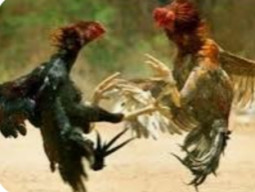 Belum Lama Digrebek Oleh Polsek Tulangan, Aktivitas Sambung Ayam dan Cap Jiki di Bekas Pasar Sayur Kembali Menggeliat