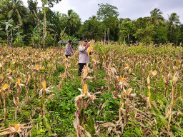 Panen Jagung Hibrida Program BUMDes Desa Waringinkurung Berjalan Sukses