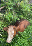 Kanit Reskrim Polsek Turen Turun Tangan, Sapi Milik Warga Jeru yang Hilang Ditemukan di Sawah Talangsuko