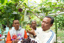 Panen Anggur di Taman Buaran Indah,Walikota Jakarta Timur Apresiasi Inovasi Warga Cakung. 