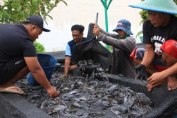 Di Bawah Rintik Hujan, Semangat Warga Binaan Tak Surut Panen Ribuan Lele untuk Kesekian Kalinya