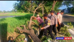 Pimpin Evakuasi Pohon Tumbang, IPDA Nasrun: Ini Bentuk Pelayanan Kami untuk Masyarakat