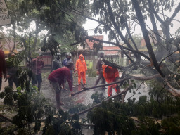 Respons Cepat DLH Tangani Pohon Tumbang di Jalan Tambaksari No. 64
