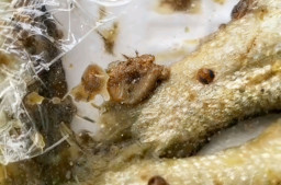 Ikan pada Menu MBG di SDN Rongtengah 2 Sampang Diduga Berulat, Penyaluran Program Disorot