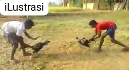 Merasa Kebal Hukum  Sabung Ayam dan judi Dadu Semakin Tidak Terbendung Kinerja Polres dan Polsek Dipertanyakan 