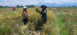 Dukung Ketahanan Pangan, Babinsa Kodim 1617/Jembrana Terjun Langsung Dampingi Petani Panen Padi