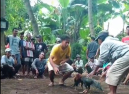 Kalangan Sabung Ayam di Kali Bendo Disorot, Ada Apa dengan Penegakan Hukum?
