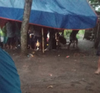 Aktivitas Diduga Judi Dadu di Pasar Sapi Desa Condro Pasirian Jadi Sorotan
